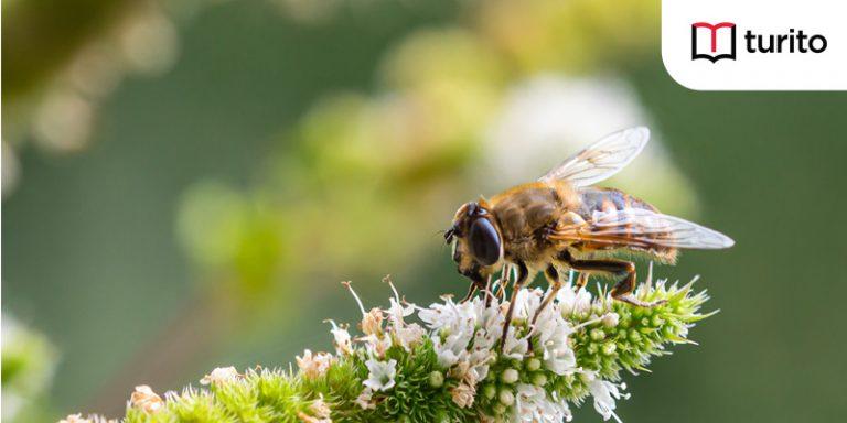 Biodiversity