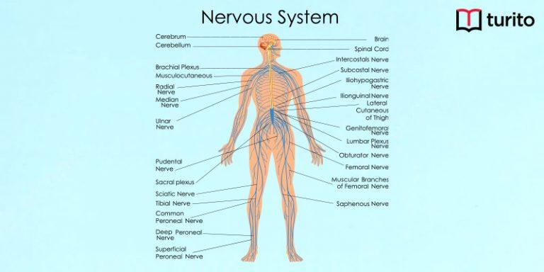 Central Nervous System